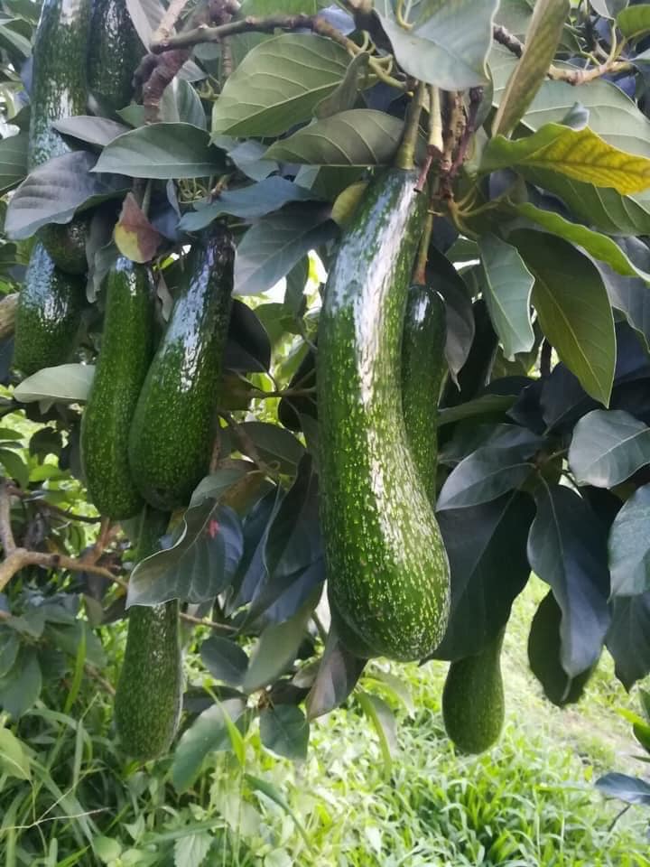 351824715_6617415218291693_3625264992996287260_n