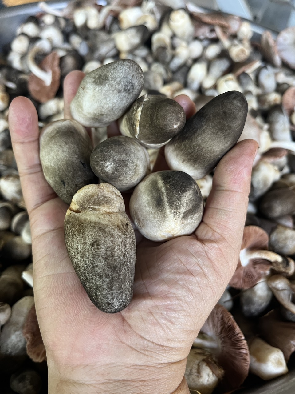 z4751171317675_2e4c31fd15362232791f0965e0ee0cd8